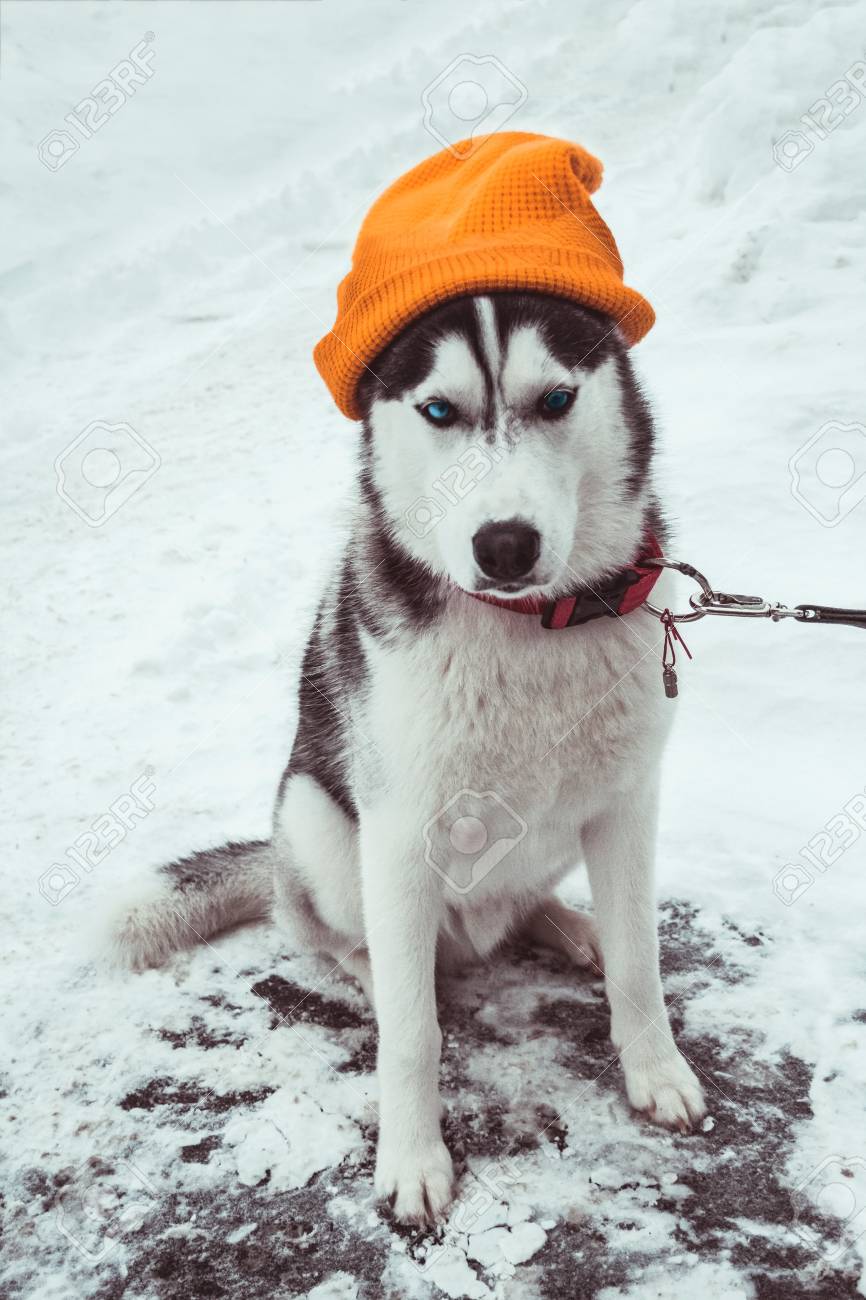 husky winter hat