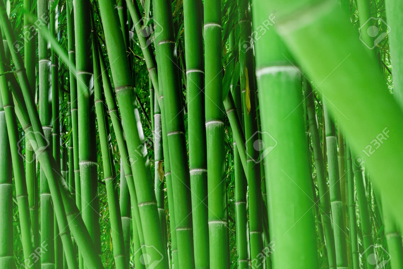 Horizontal natural bamboo wallpaper. Green background. - 167562629 Horizontal natural bamboo wallpaper. Green background. - 167562629