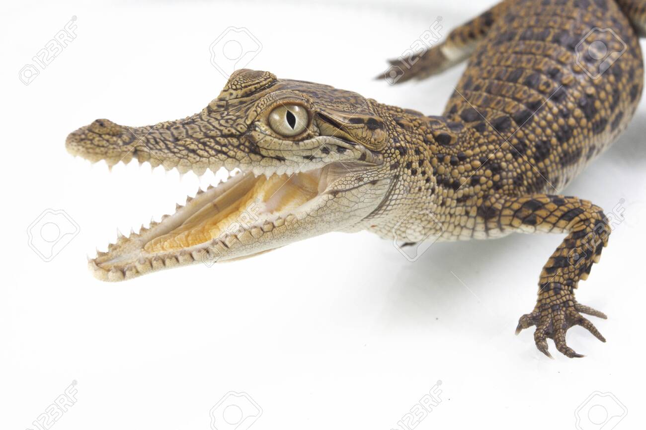 A Baby Saltwater Crocodile Crocodylus Porosus Isolated On White Background Stock Photo Picture And Royalty Free Image Image