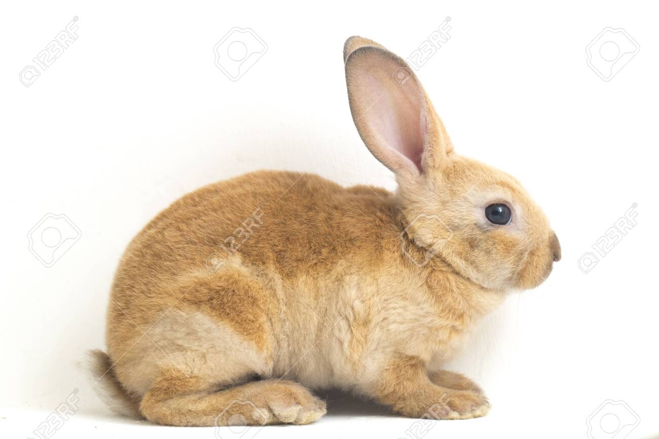 Cute red brown rex rabbit isolated on white background - 143498904 Cute red brown rex rabbit isolated on white background - 143498904