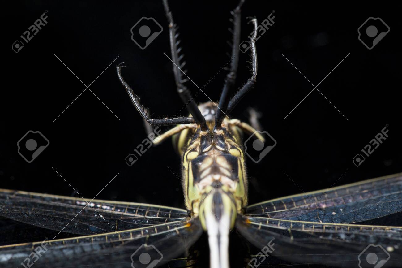 etiam-dictum-ipsum-a-felis