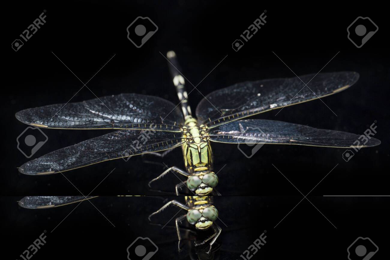 etiam-dictum-ipsum-a-felis