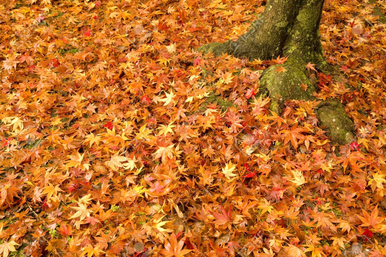 枯れ葉と木 の写真素材 画像素材 Image