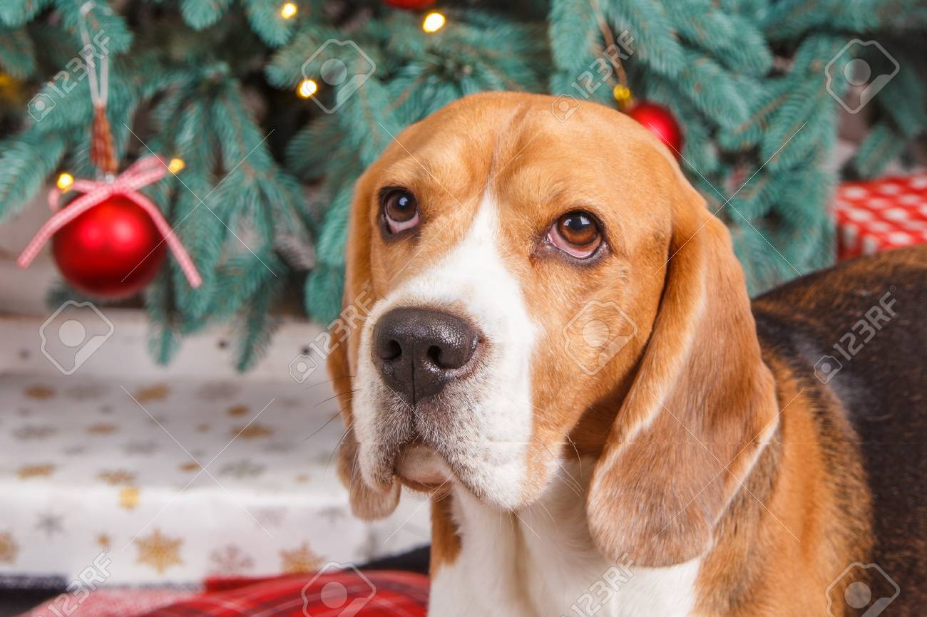 Beautiful Beagle Dog Close Up Near A New Year Tree With Red