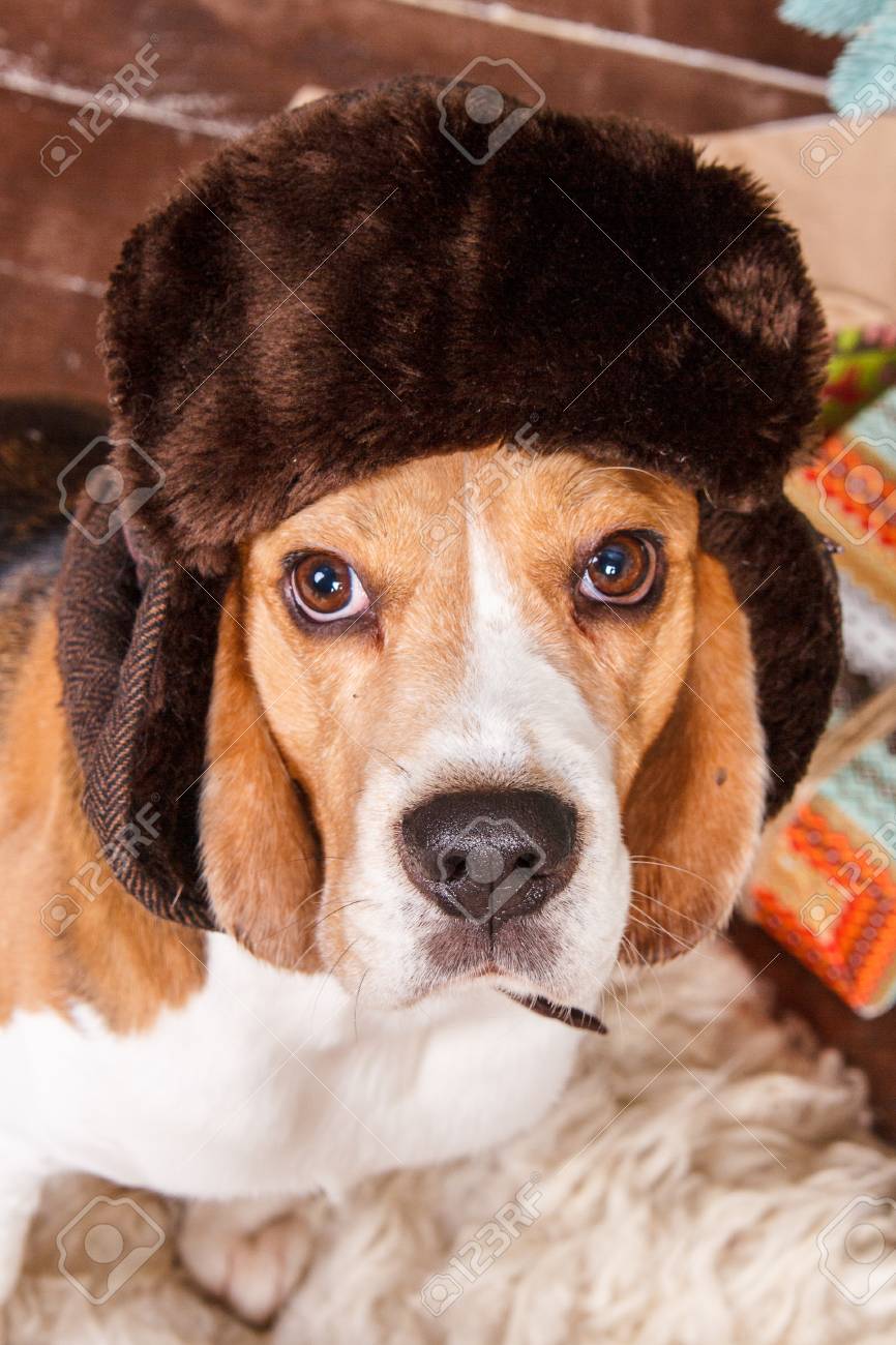 russian hat dog