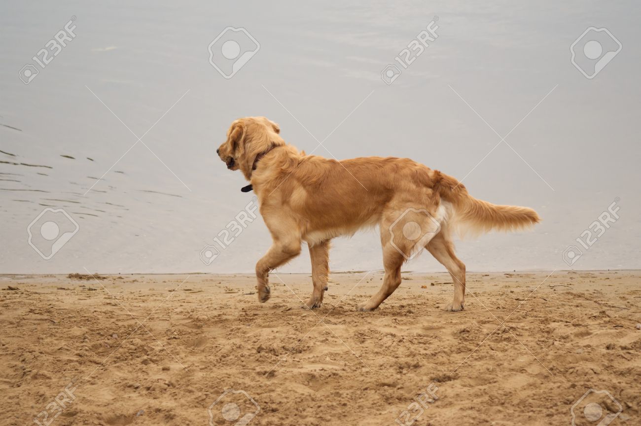 アイリッシュ セッターと黄金のラブラドル レトリーバー犬ミックス水の近く の写真素材 画像素材 Image アイリッシュ セッターと黄金のラブラドル レトリーバー犬ミックス水の近く の写真素材 画像素材 Image