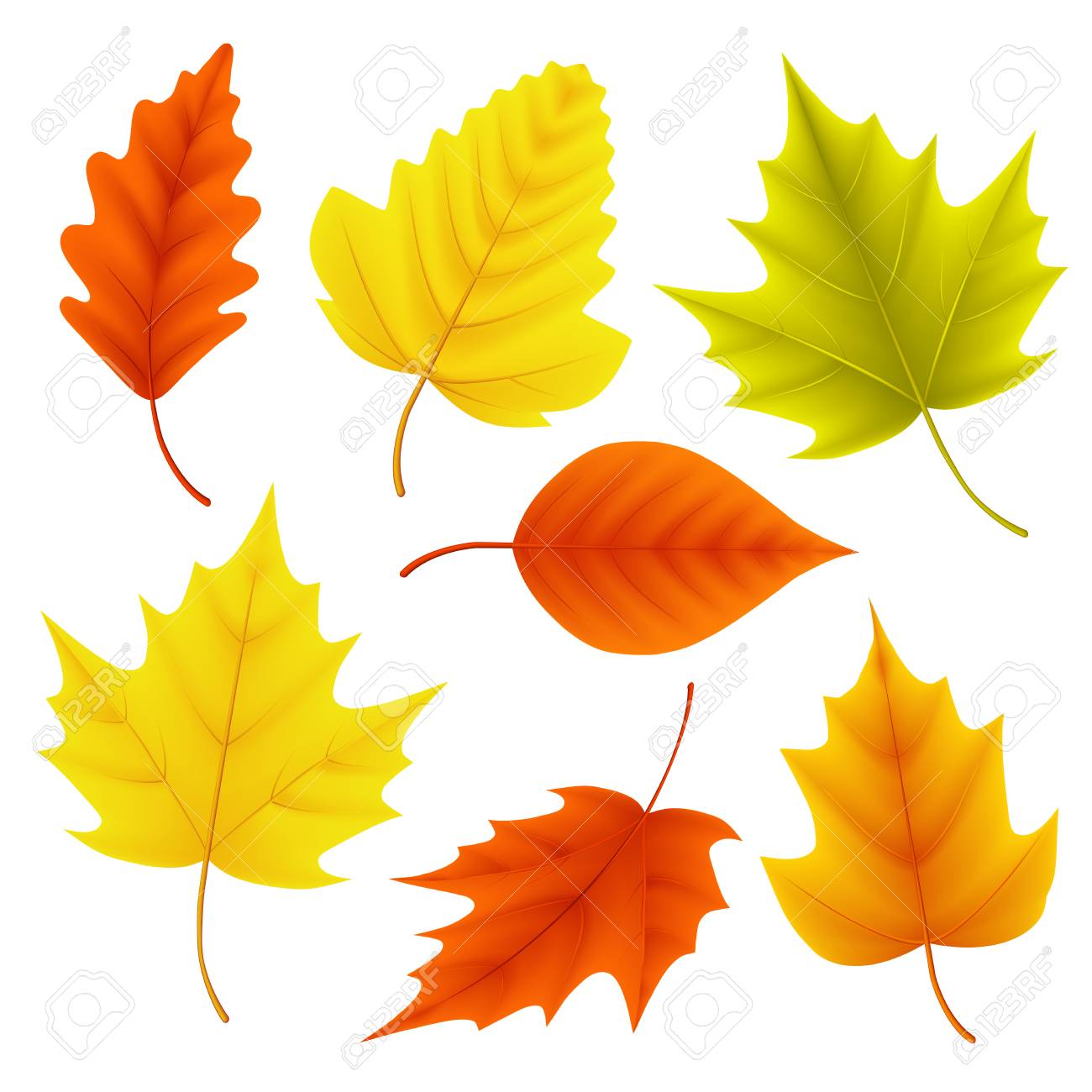 紅葉ベクター セット秋の季節要素の色は 白い背景で隔離のかえでおよびカシの葉 ベクトルの図 のイラスト素材 ベクタ Image 紅葉ベクター セット秋の季節要素の色は 白い背景で隔離のかえでおよびカシの葉 ベクトルの図 のイラスト素材 ベクタ Image