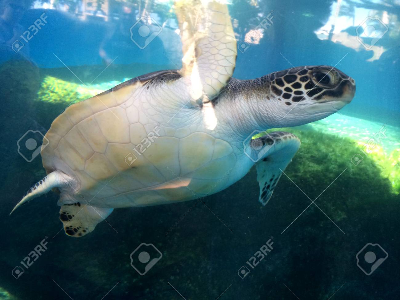 マウイ島 ハワイ アメリカ亀動物 14 年 11 月 19 日 の写真素材 画像素材 Image