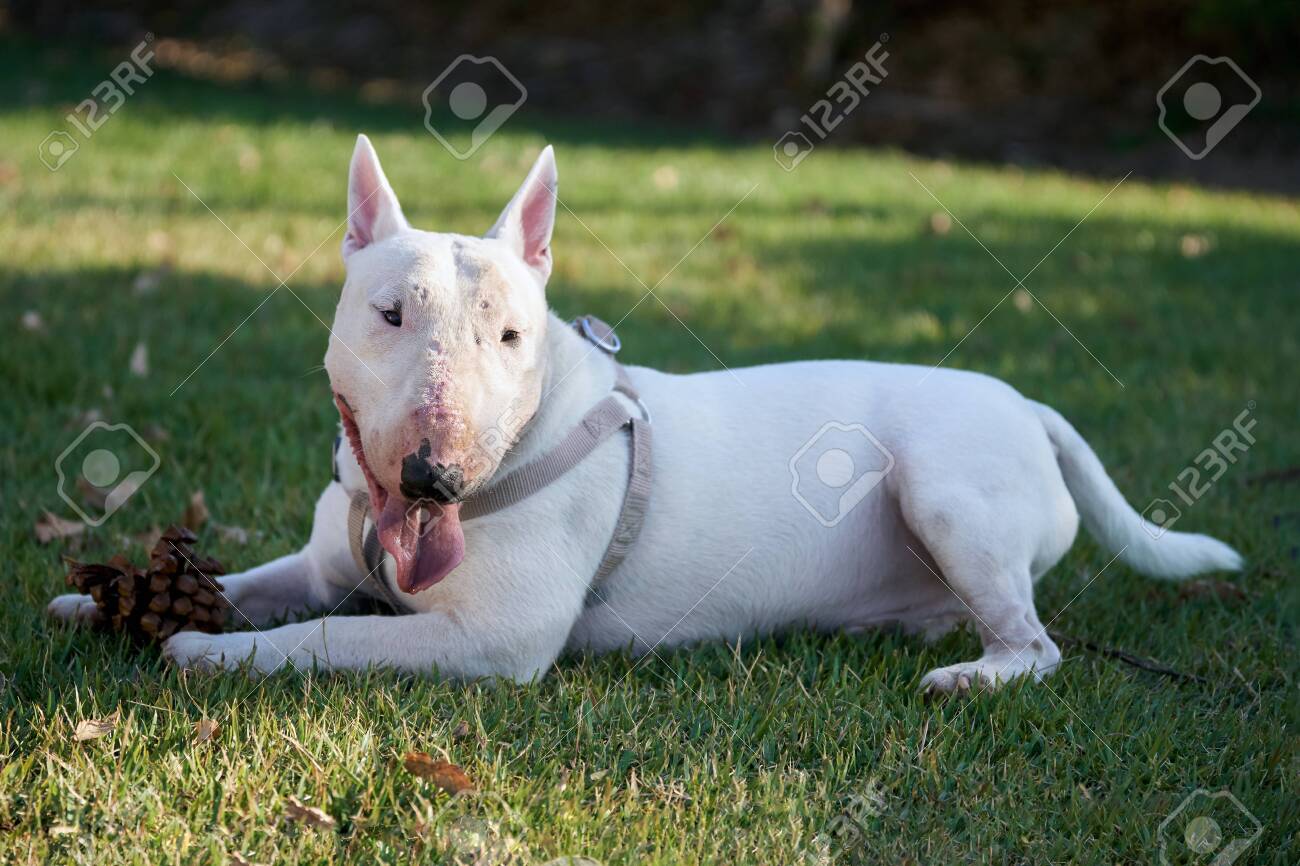 large english bull terrier