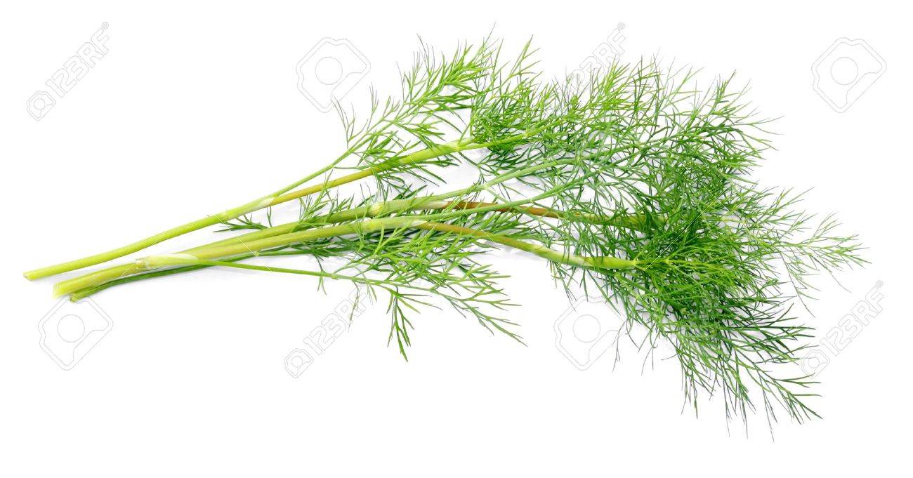 укроп интересные факты. сновидения расшифровка снов. укроп во сне женщине к чему снится. укроп растение на белом фоне. сонник толкователь снов.