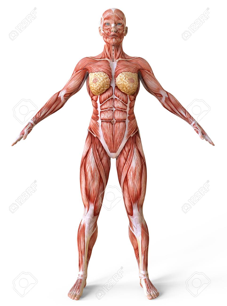 Female Anatomy And Muscles Body Without Skin Isolated On White Stock Photo Picture And Royalty Free Image Image 93750955