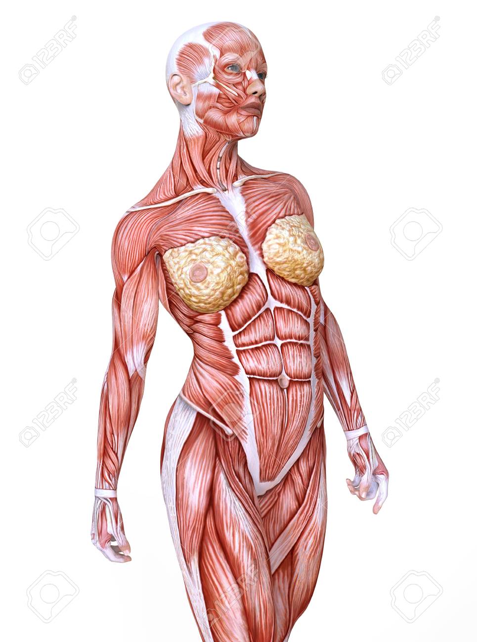 Female Anatomy And Muscles Body Without Skin Isolated On White Stock Photo Picture And Royalty Free Image Image 93762946