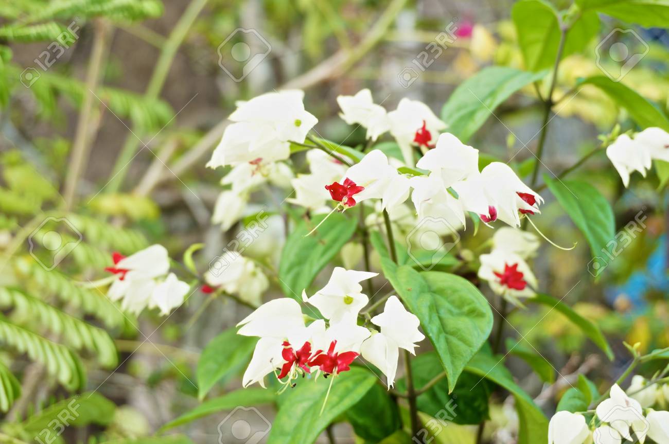 Clerodendrum Thomsoniae Est Petite Fleur Blanche Et Rouge En Thaïlande