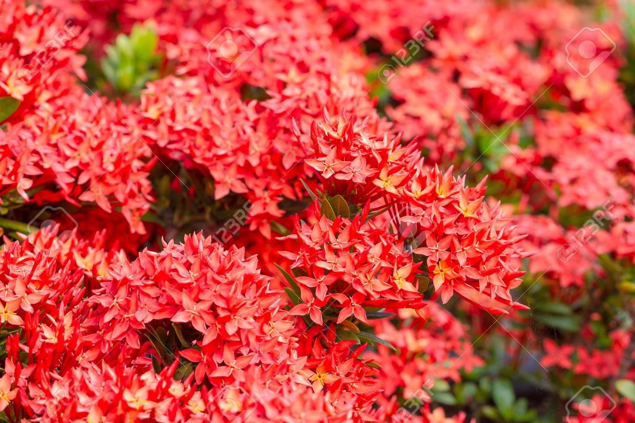 赤い花のスパイク アカネ科の花 イクソラ コクシネア開花低木南インドとスリランカにネイティブです フォーカス フロント赤アカネ科の花の選択 の写真素材 画像素材 Image