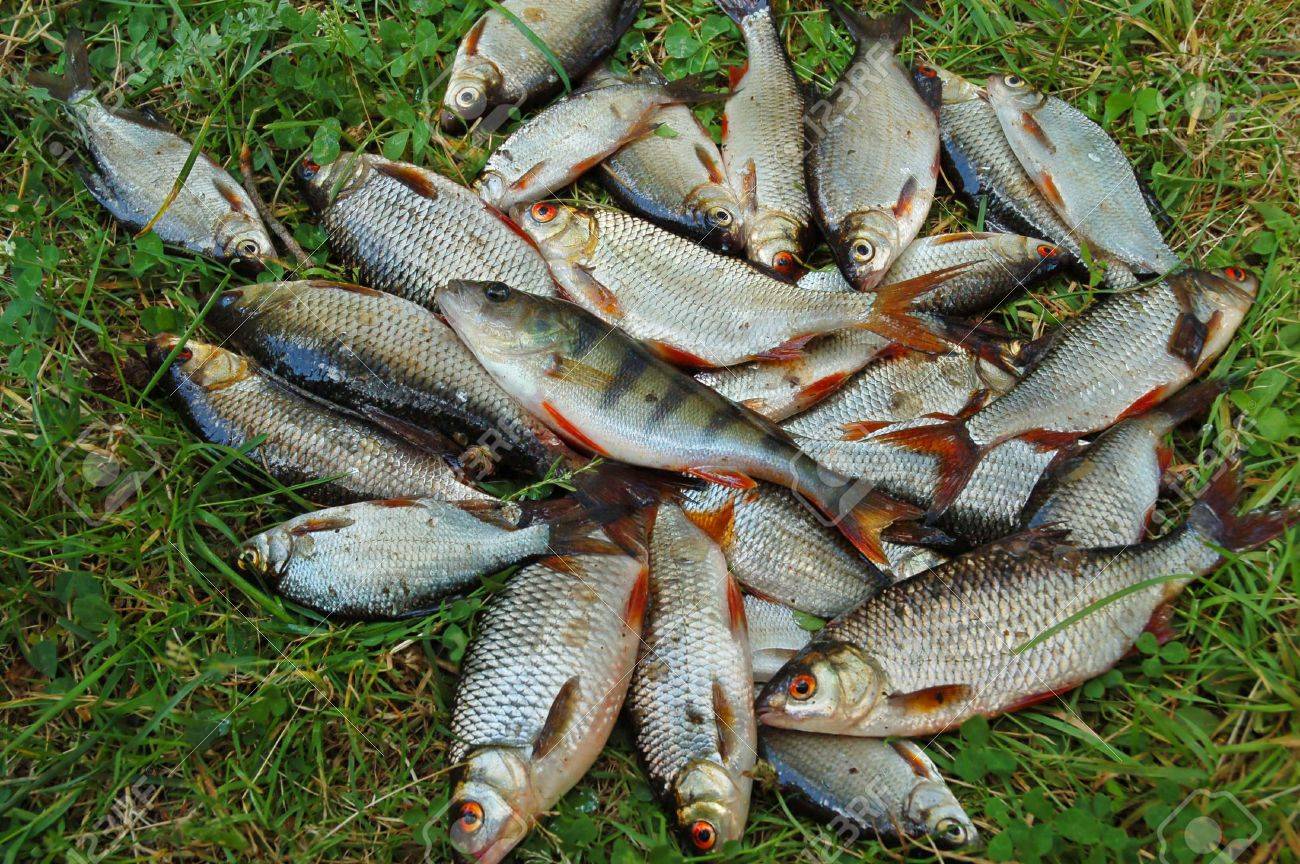 Catching Fish On Green Grass Stock Photo Picture And Royalty Free