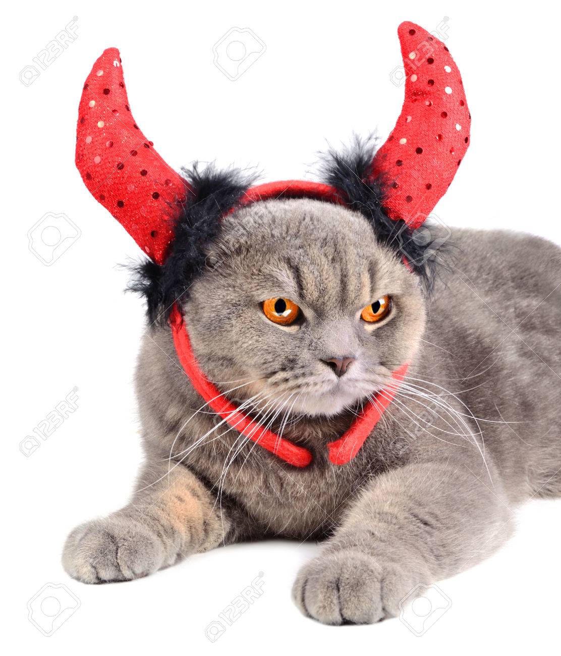 grey cat costume