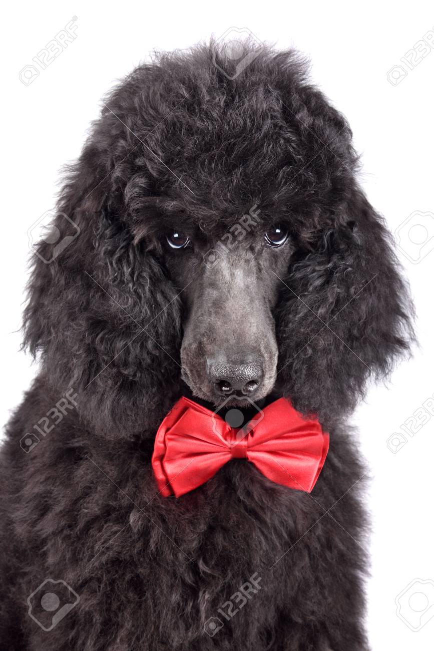 poodle bow tie