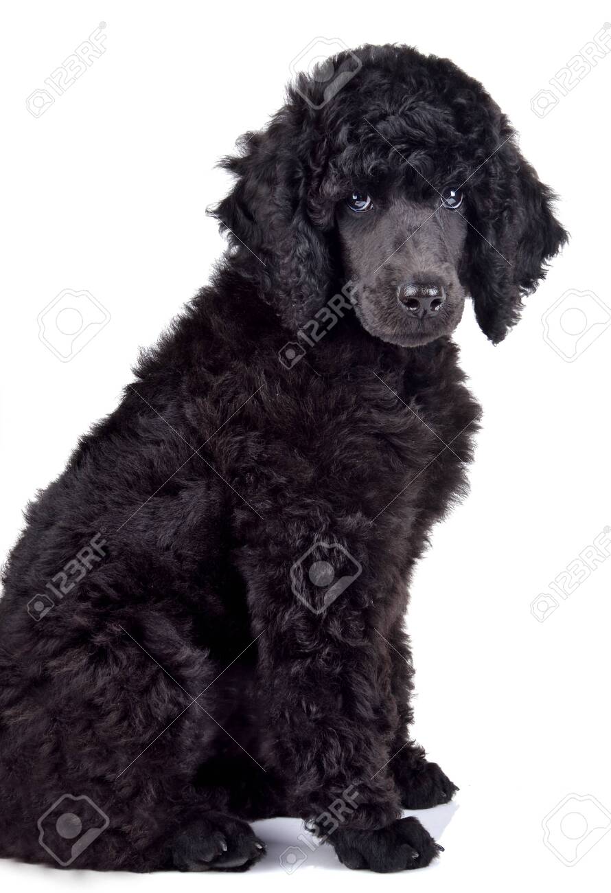 small poodle black