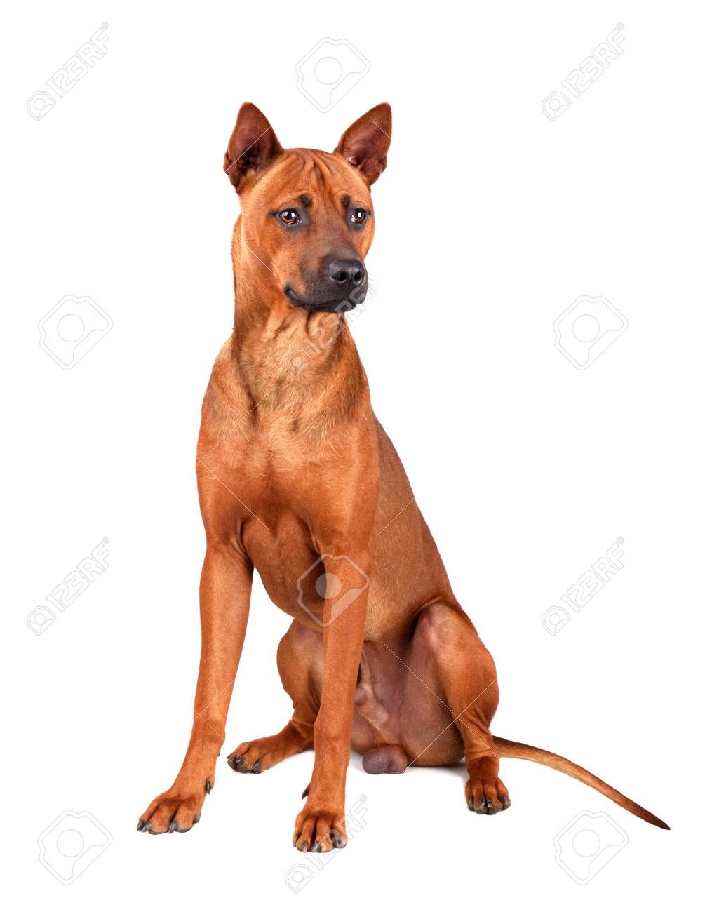 tie ridgeback dog