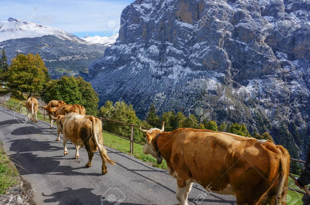 牛は スイスのアルプス山雪の風景と草原道路サンシャインでウォーキングします の写真素材 画像素材 Image