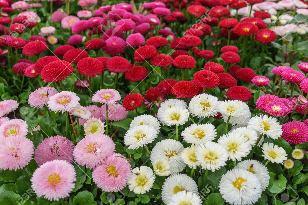 Fleur De Marguerite Anglaise Rose Blanche Et Rouge Dans La Lumière Du Jour De Parc En Plein Air