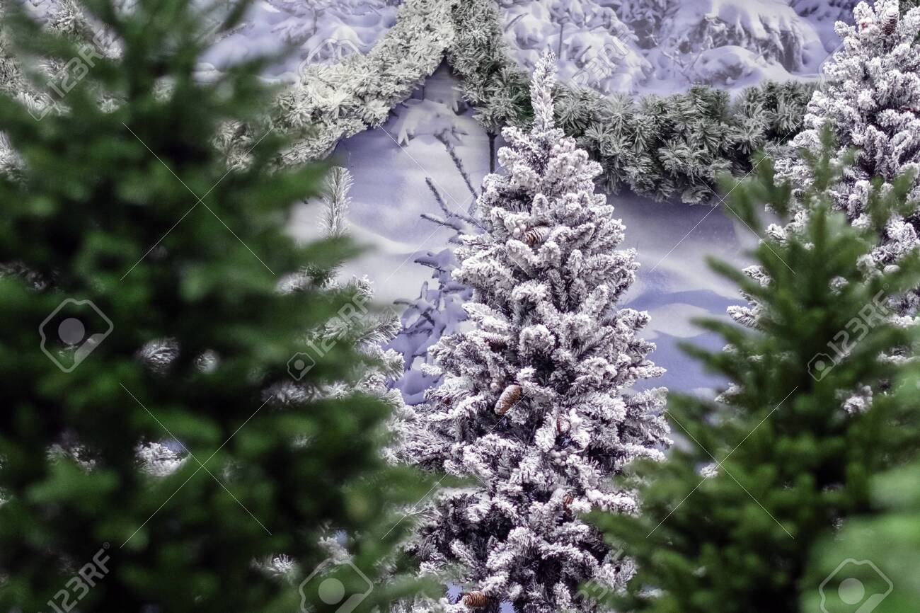Artificial Christmas trees powdered with snow. The traditional..