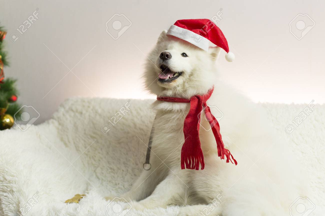赤いスカーフと帽子の白い犬 新年の木の近くの白いソファに横たわっている大きな白い犬 犬が彼の頭に赤い帽子とスカーフ の写真素材 画像素材 Image