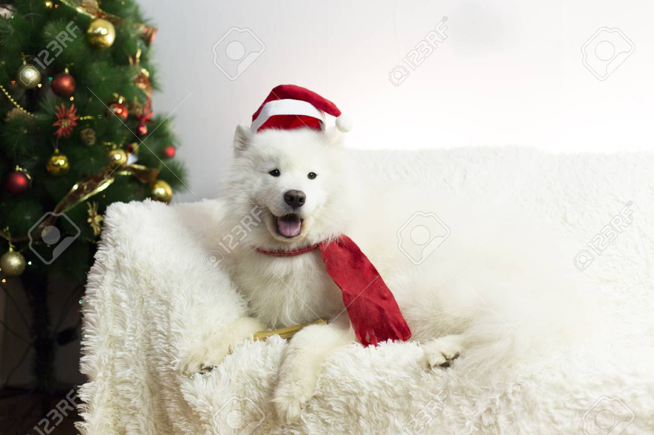 赤いスカーフと帽子の白い犬 新年の木の近くの白いソファに横たわっている大きな白い犬 犬が彼の頭に赤い帽子とスカーフ の写真素材 画像素材 Image