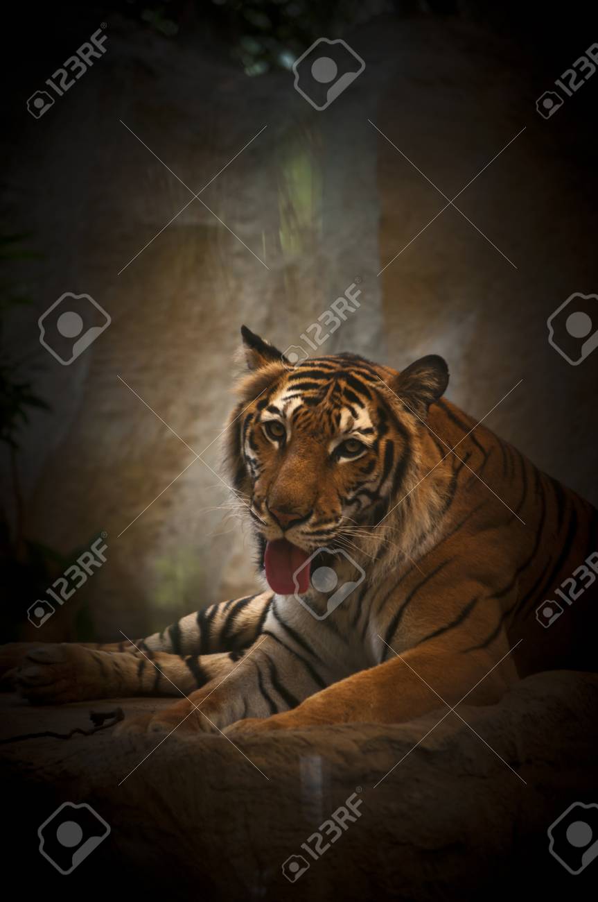 etiam-dictum-ipsum-a-felis