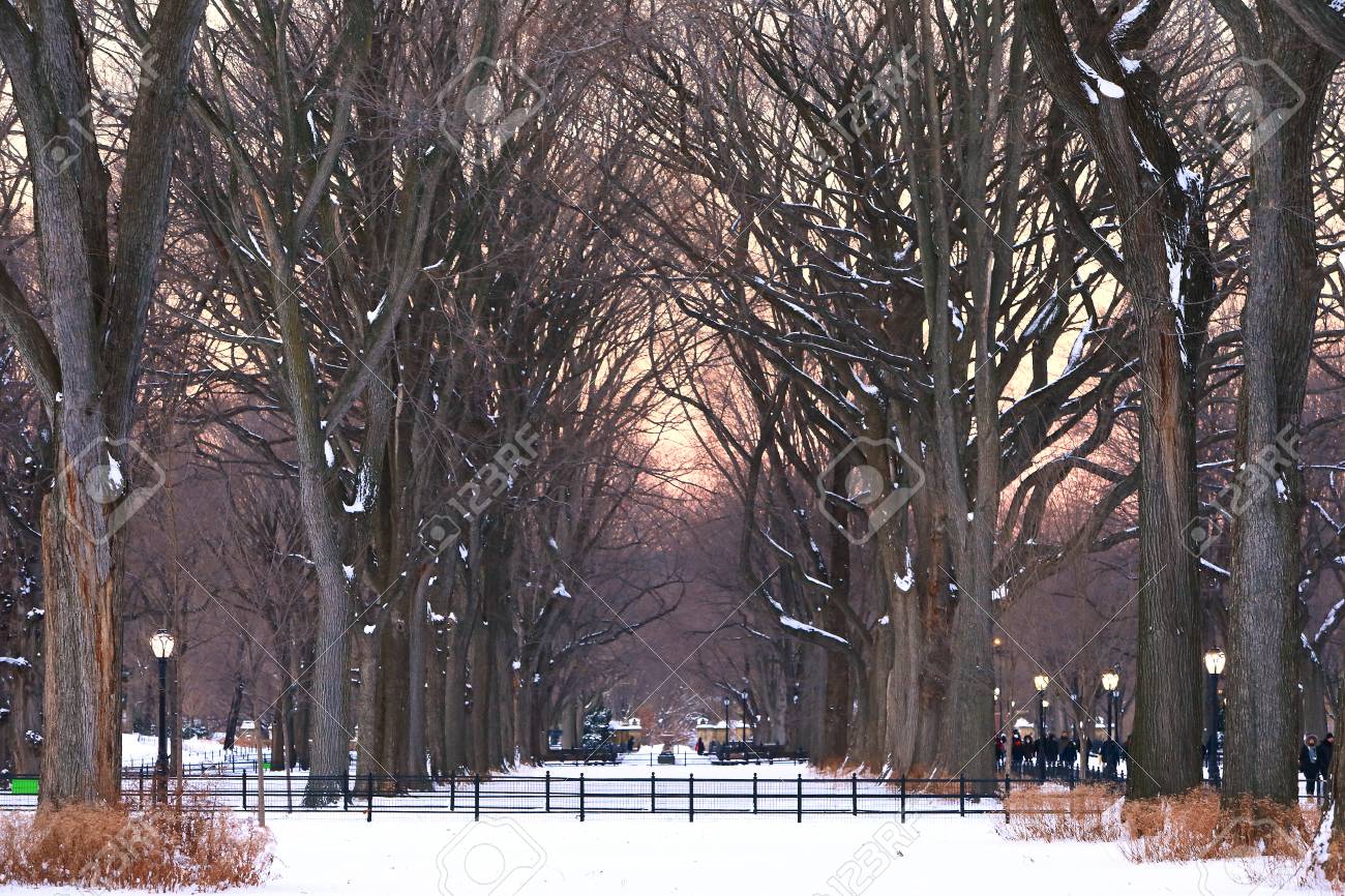 ニューヨーク セントラルパークの冬景色 の写真素材 画像素材 Image