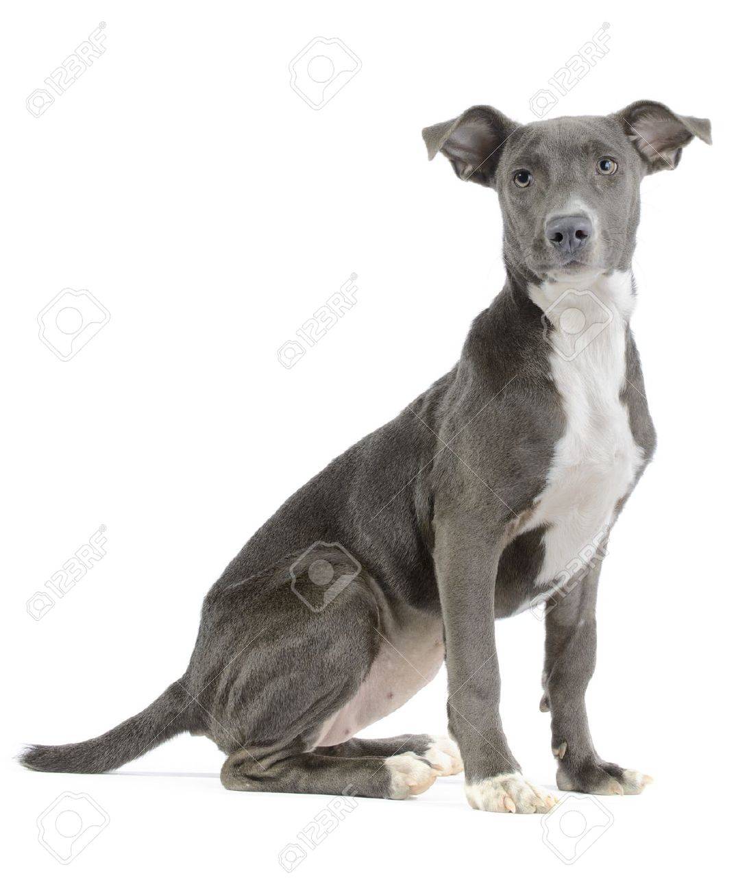 ピットブル ワイマラナー ミックス Canis Lupus 欺かれやすい子犬白い背景で隔離の猟犬します の写真素材 画像素材 Image