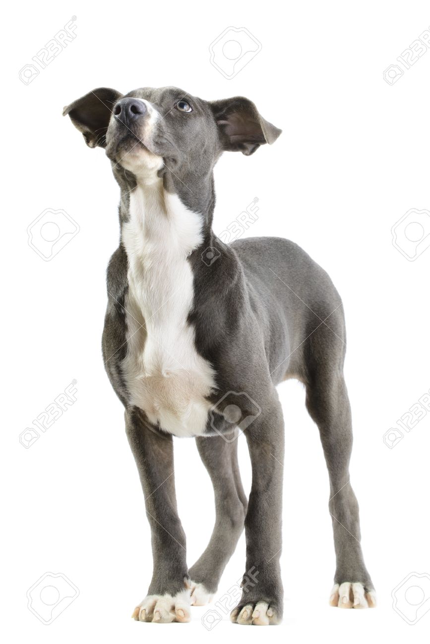 猟犬 ピットブル ワイマラナー ミックス Canis Lupus 行動 子犬は 白い背景で隔離 の写真素材 画像素材 Image
