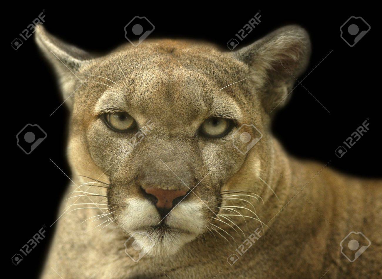 puma animal puma animal