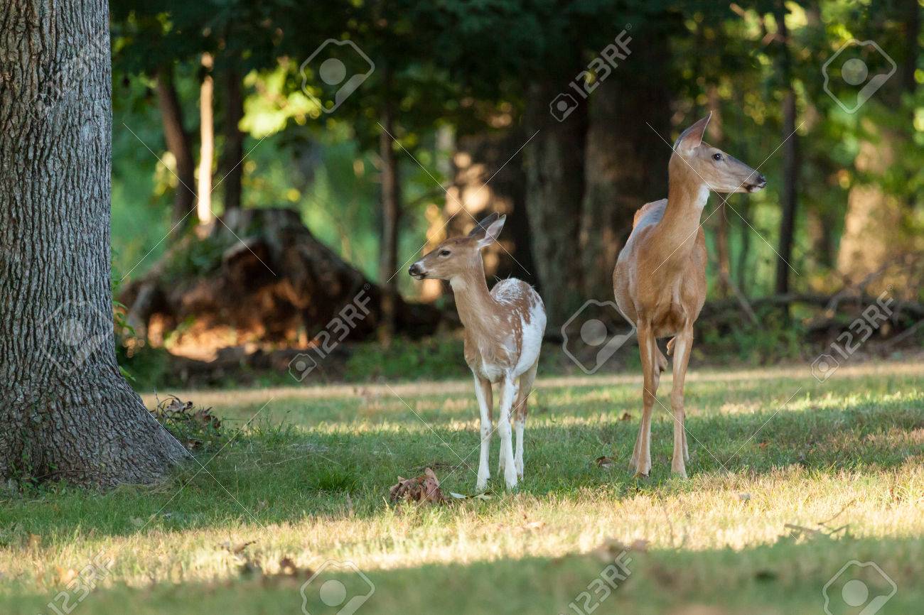 Seater, image size:1300x866