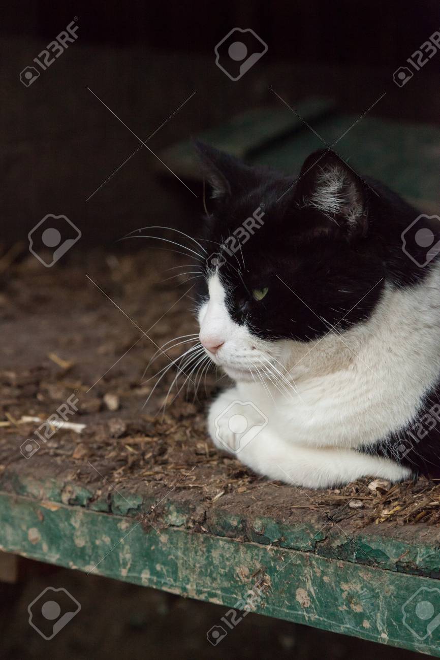 Un Chat Noir Et Blanc Se Trouve A L Interieur D Un Vieux Wagon Dans Une Ferme Banque D Images Et Photos Libres De Droits Image 6098