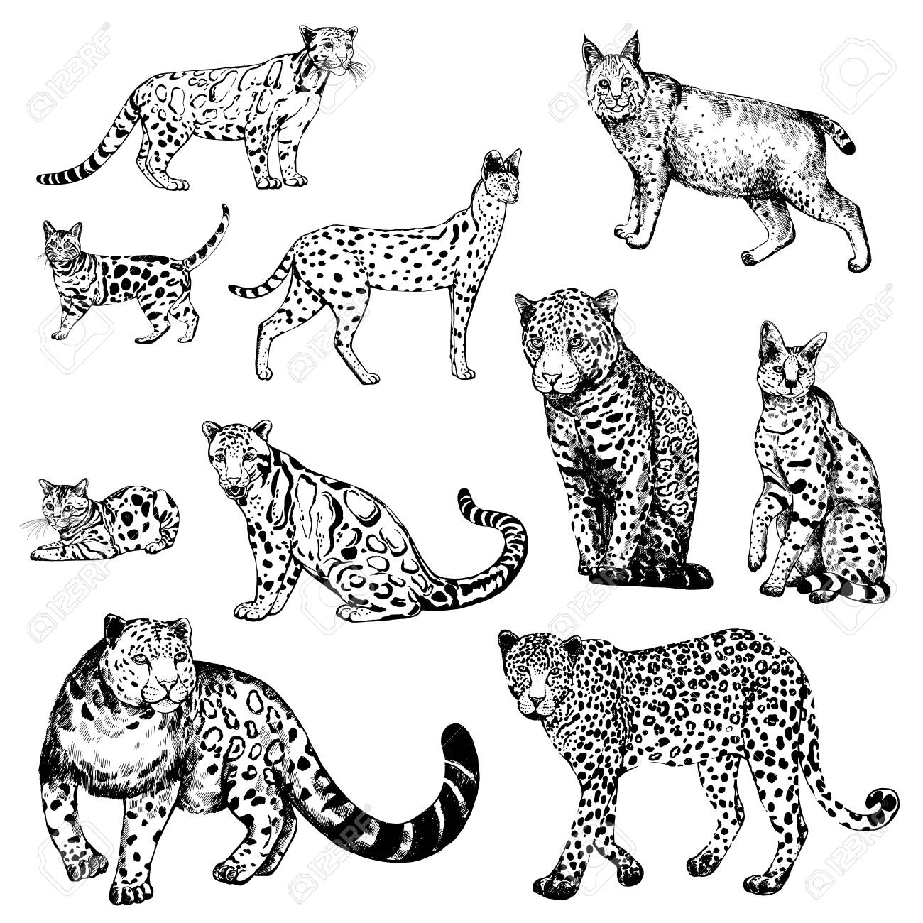 Hand Gezeichnete Skizzenart Bewolkter Leopard Bengalkatze Leopard Serval Luchs Und Schneeleopard Vektorabbildung Getrennt Auf Weissem Hintergrund Lizenzfrei Nutzbare Vektorgrafiken Clip Arts Illustrationen Image