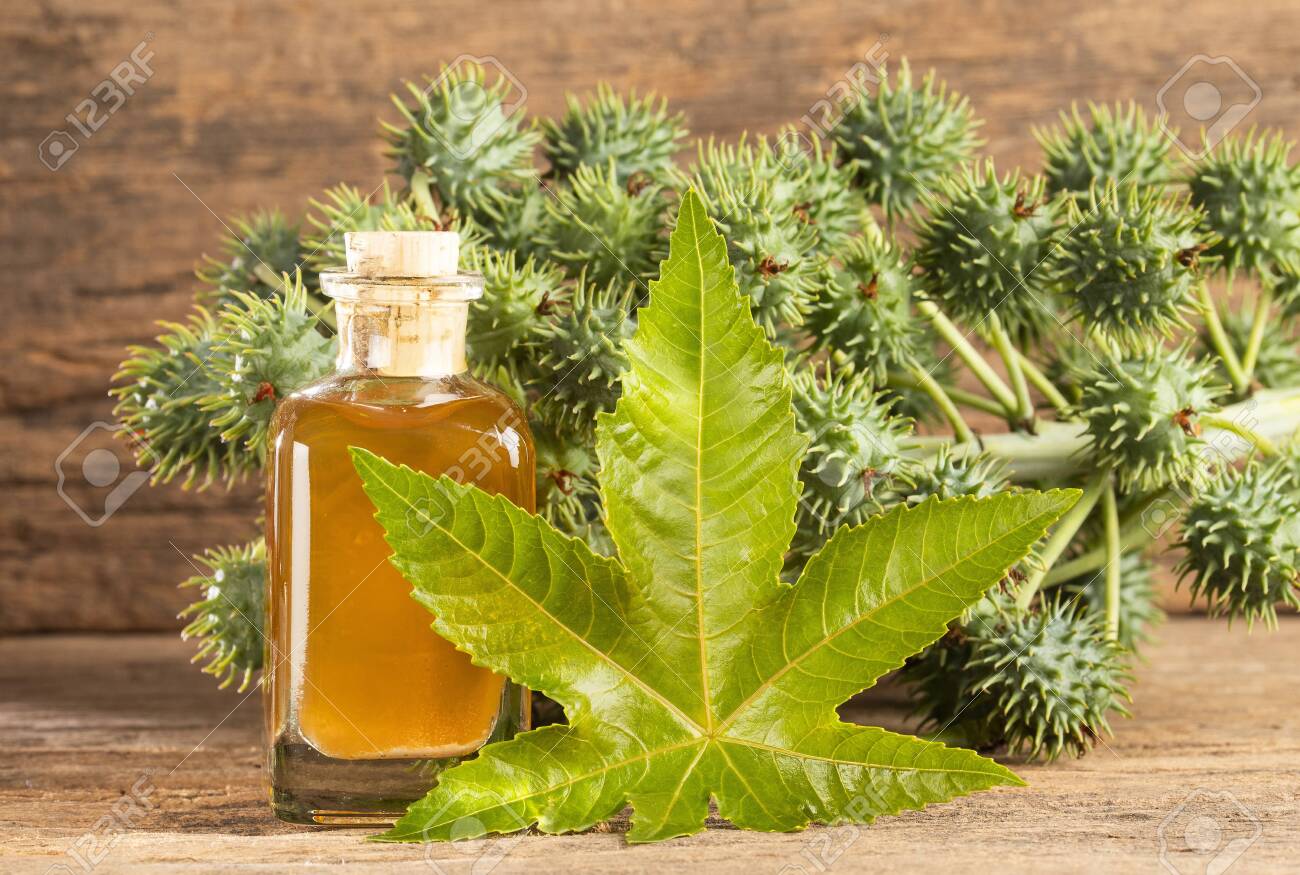 Seeds And Castor Oil Ricinus Communis Stock Photo Picture And Royalty Free Image Image 133962776