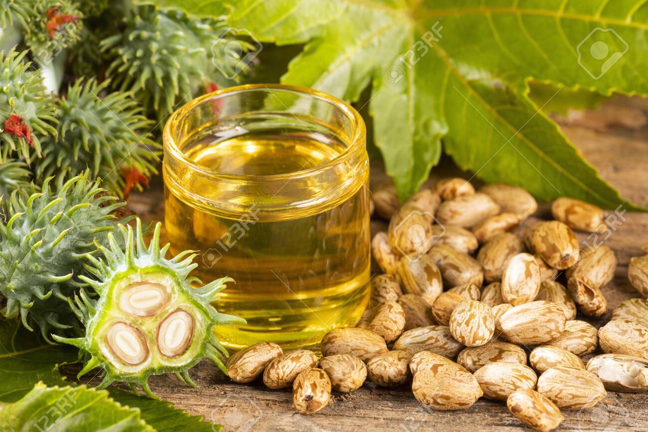 Ricinus communis seed oil