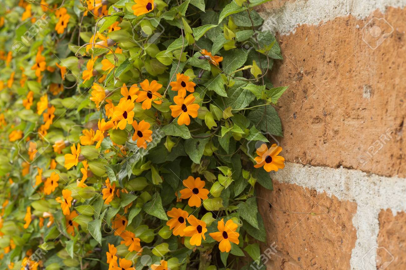 Black Eyed Susan Vine With Trellis Thunbergia Alata Stock Photo Picture And Royalty Free Image Image 141682360