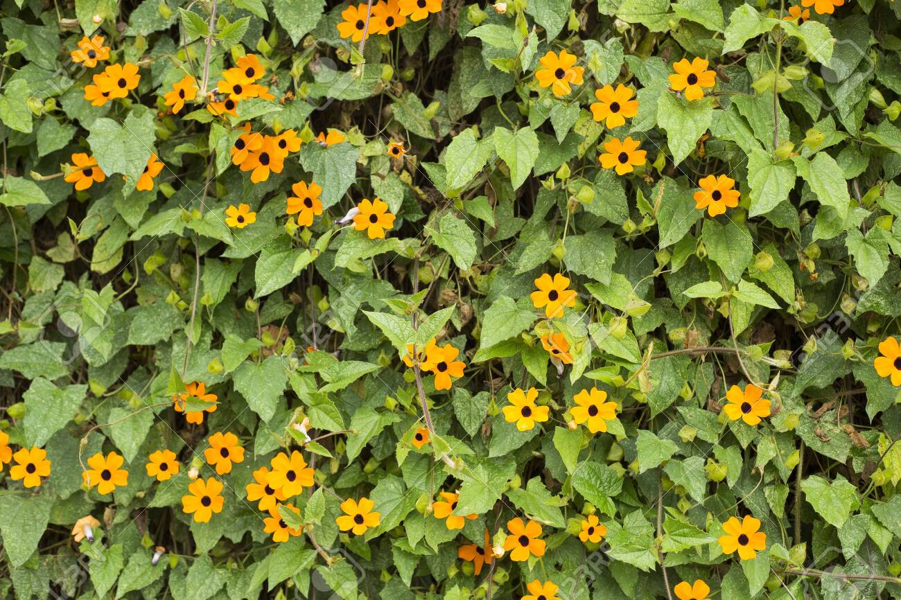 Black Eyed Susan Vine With Trellis Thunbergia Alata Stock Photo Picture And Royalty Free Image Image 141986483