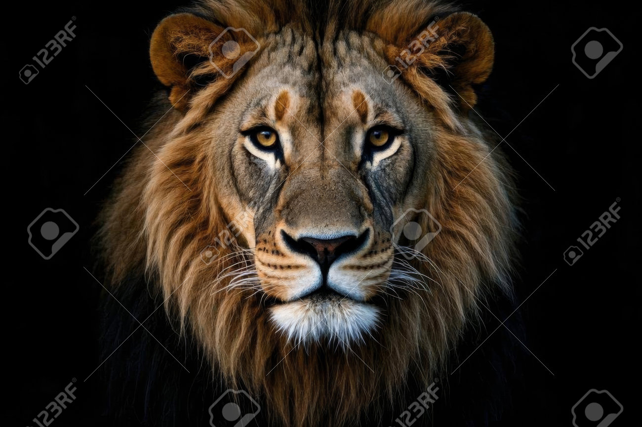 etiam-dictum-ipsum-a-felis