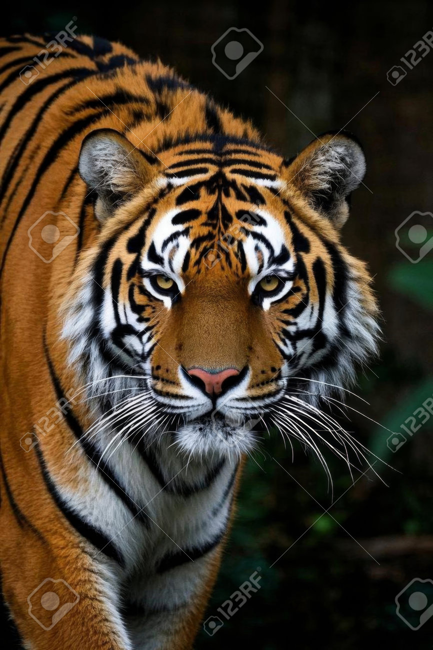 etiam-dictum-ipsum-a-felis