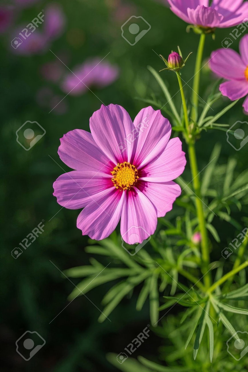 etiam-dictum-ipsum-a-felis