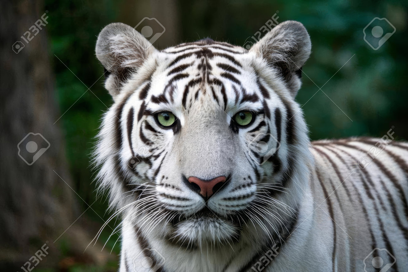 etiam-dictum-ipsum-a-felis