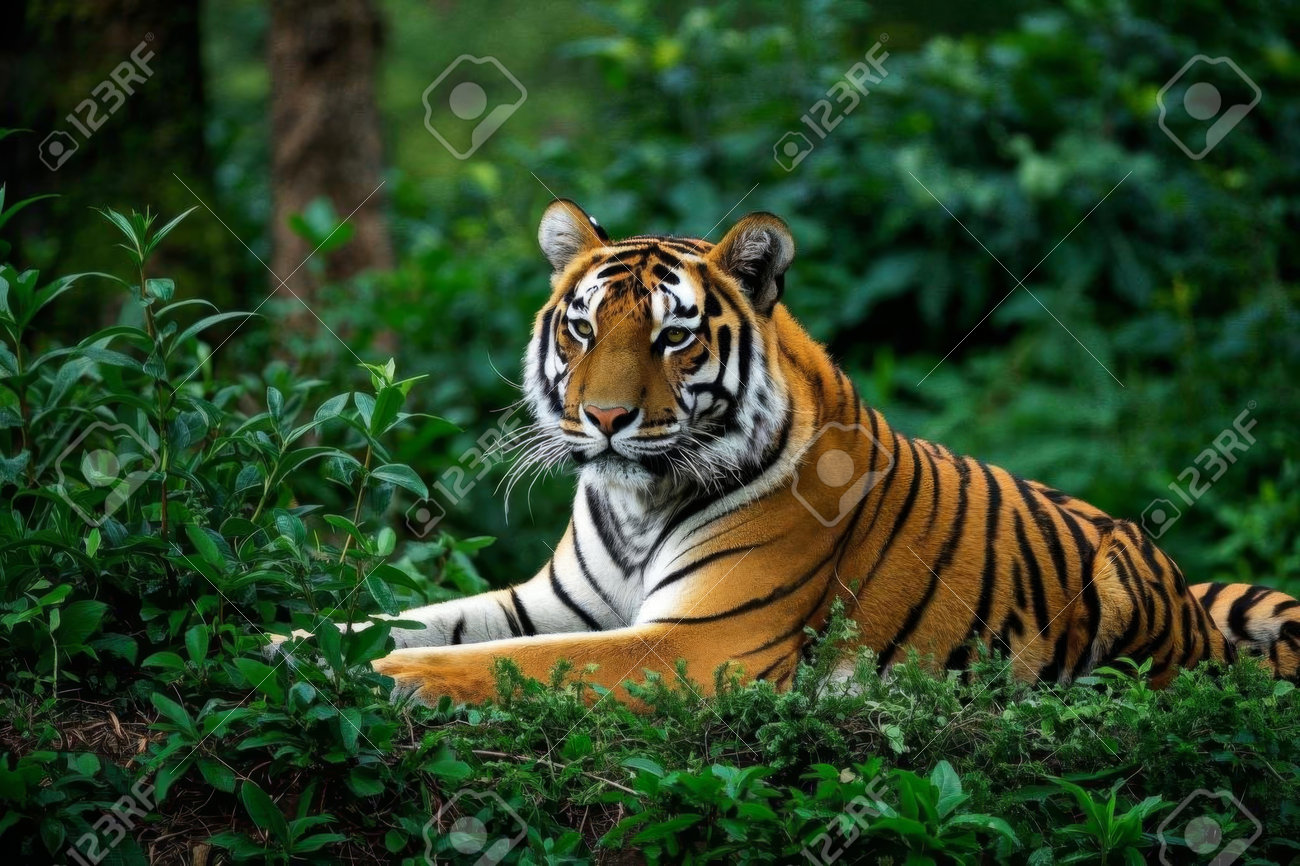 etiam-dictum-ipsum-a-felis