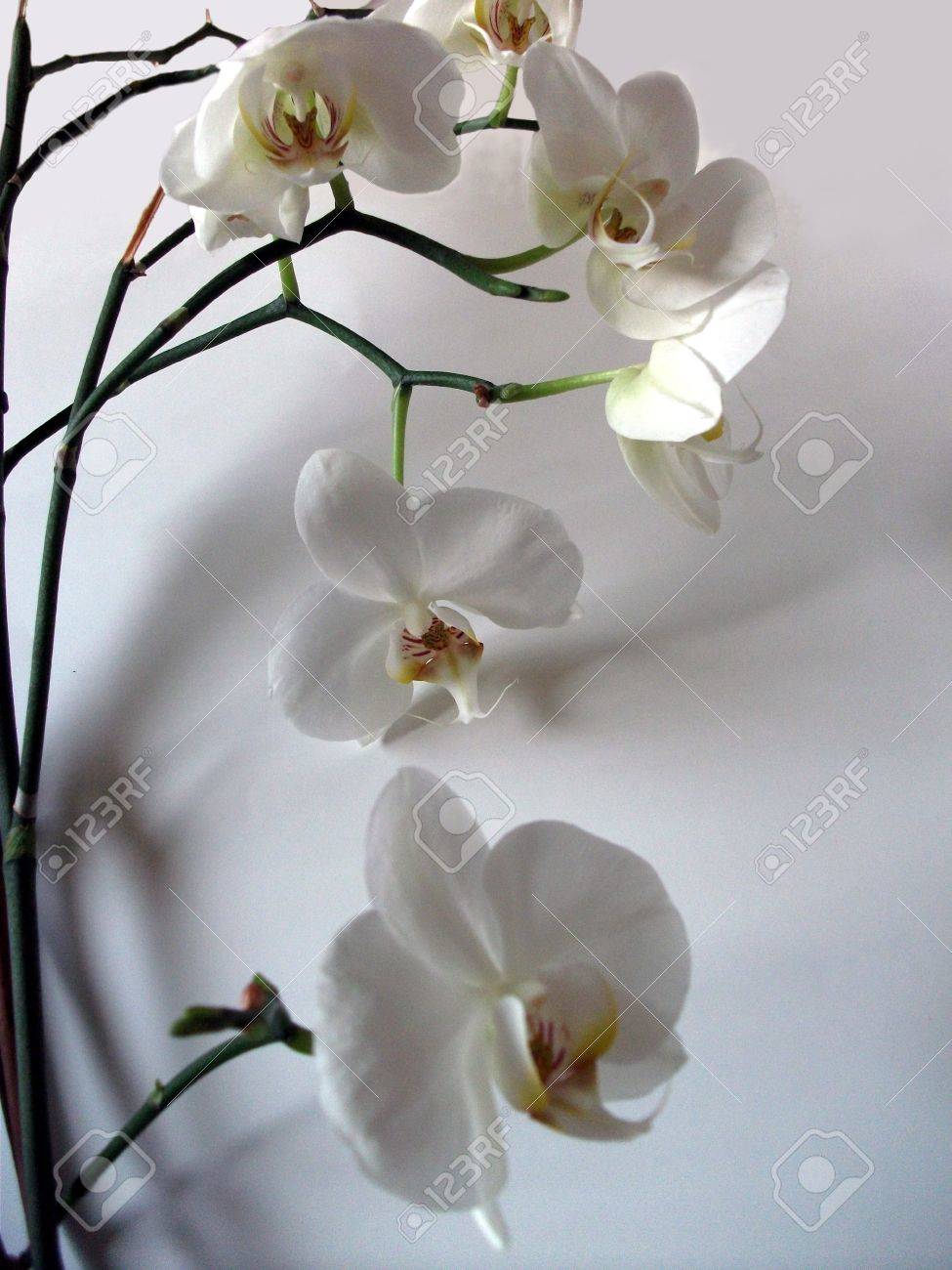 白蘭花 大きな白い蘭の花の美しい形状の表示および灰色の背景の影と茎します 見事な花のディスプレイ の写真素材 画像素材 Image