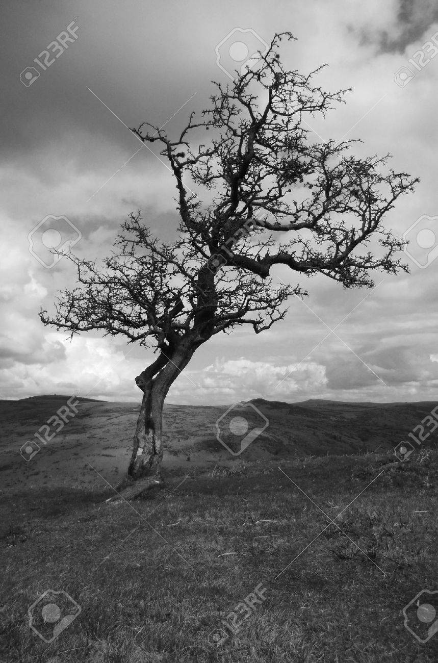 ダートムーア 2 単一風吹きサンザシ ツリー冬のダートムーア デボン 英国での黒と白のショットでホーソン の写真素材 画像素材 Image