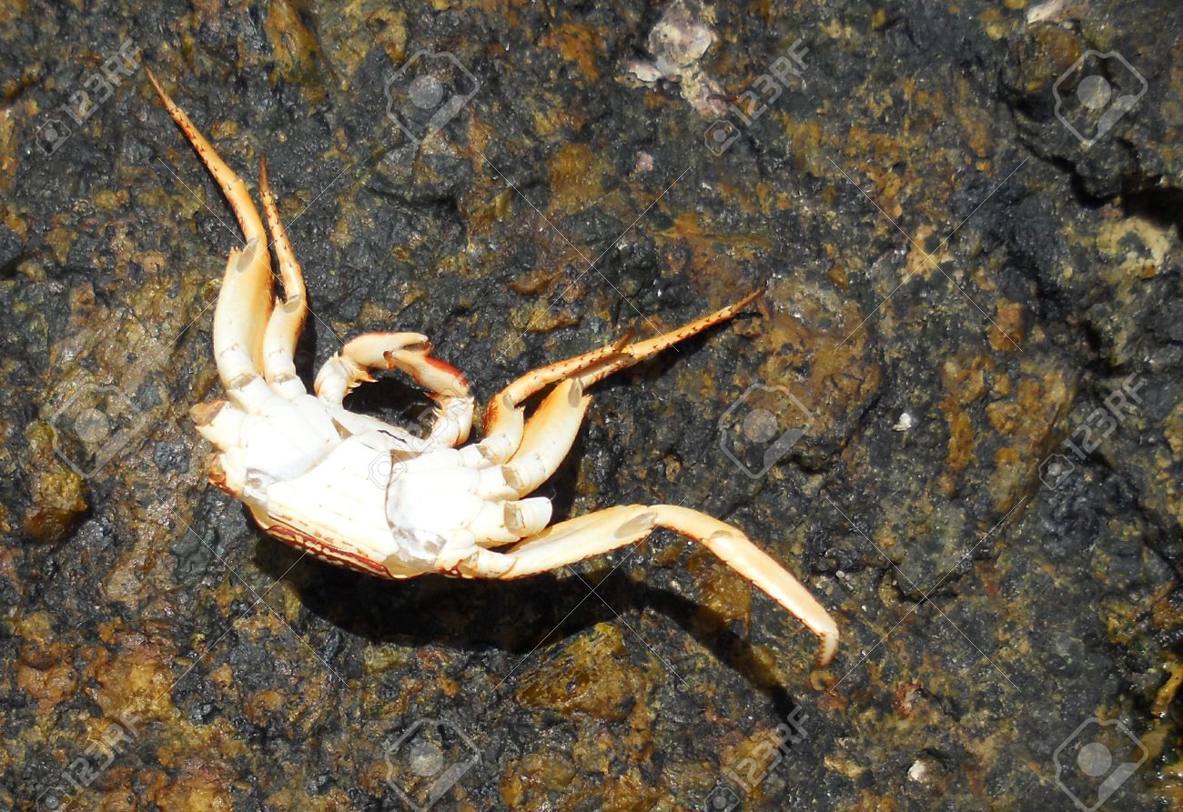 Exoesqueleto de cangrejo resistente