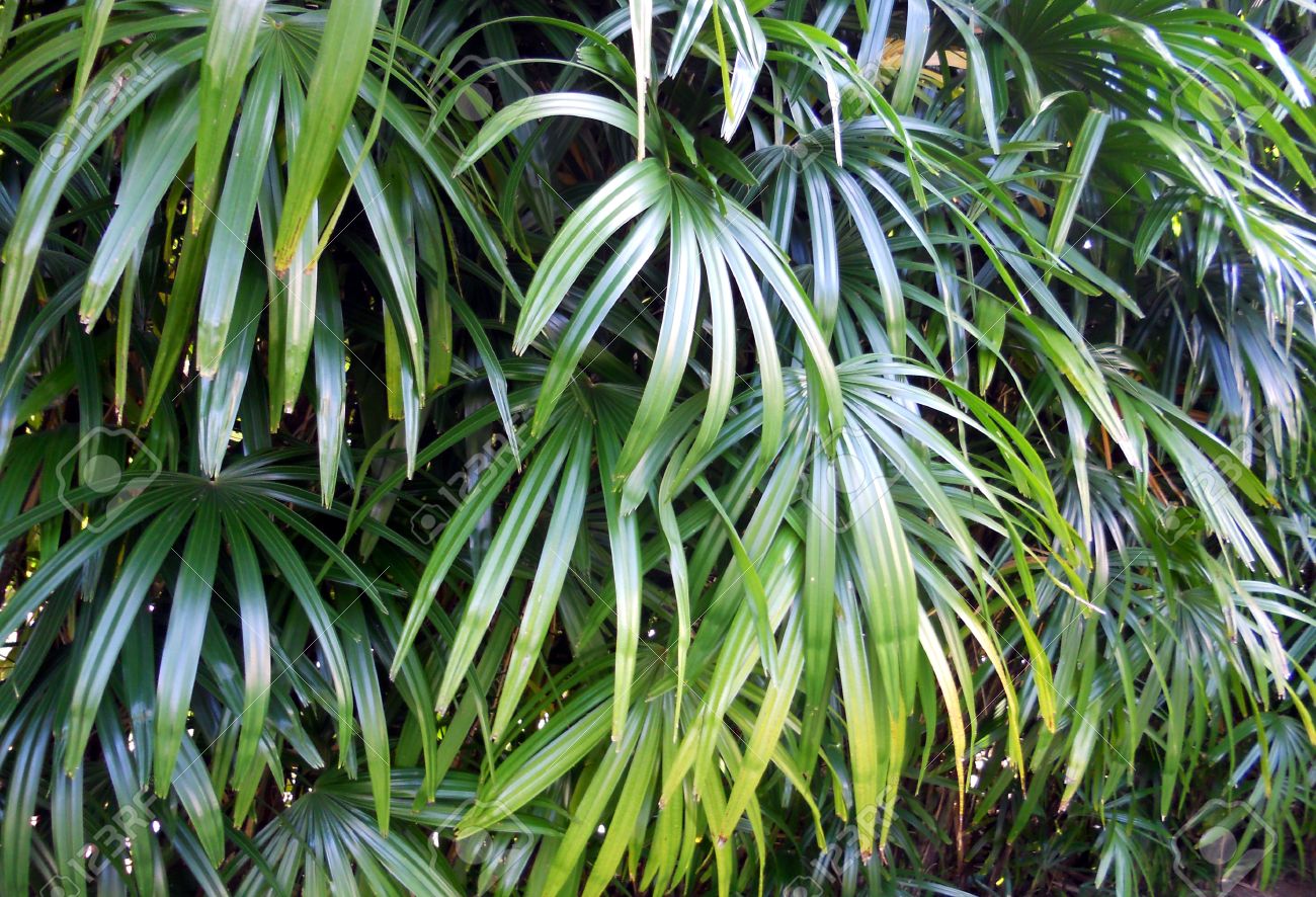 熱帯 3 アジアの熱帯庭植物の葉の葉します の写真素材 画像素材 Image