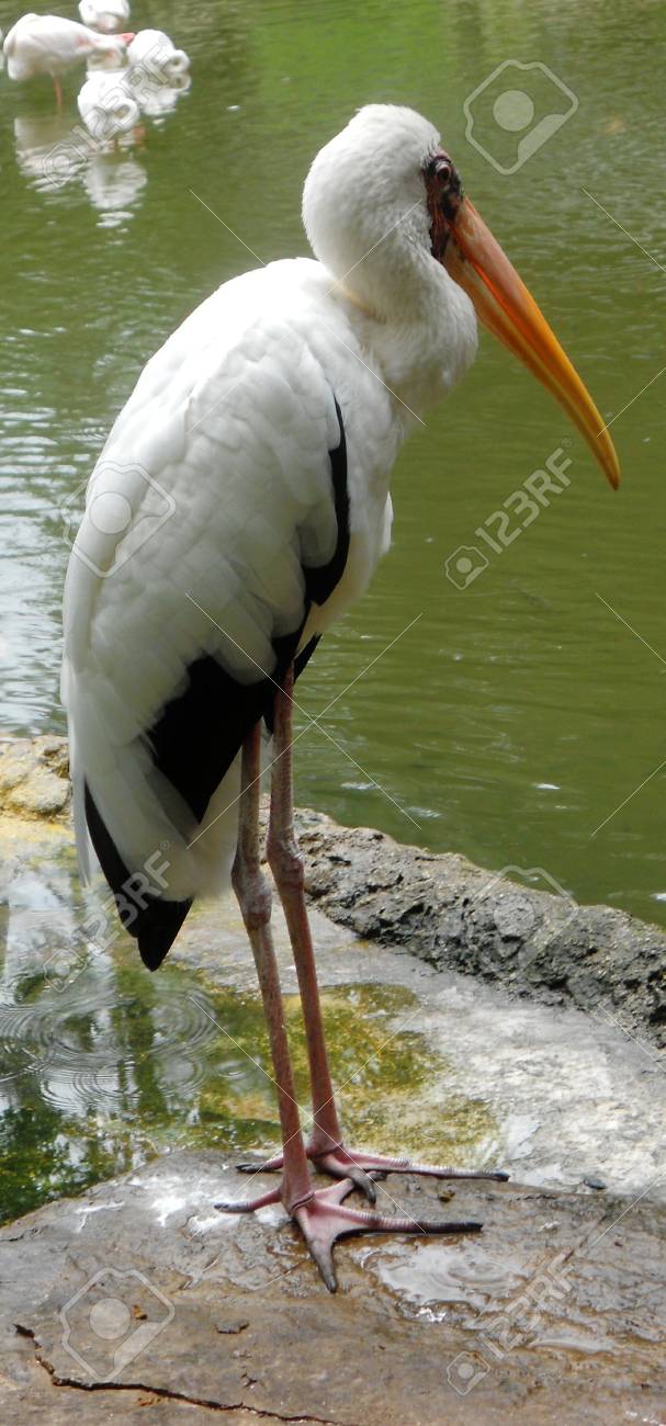 コウノトリのくちばしの黄色 4、アフリカトキコウ立っての写真